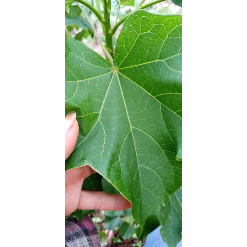 

daun jarak hijau 300 gram segar