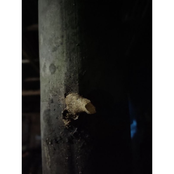 Klanceng Bateta/klanceng terminata/frentalis/koloni super