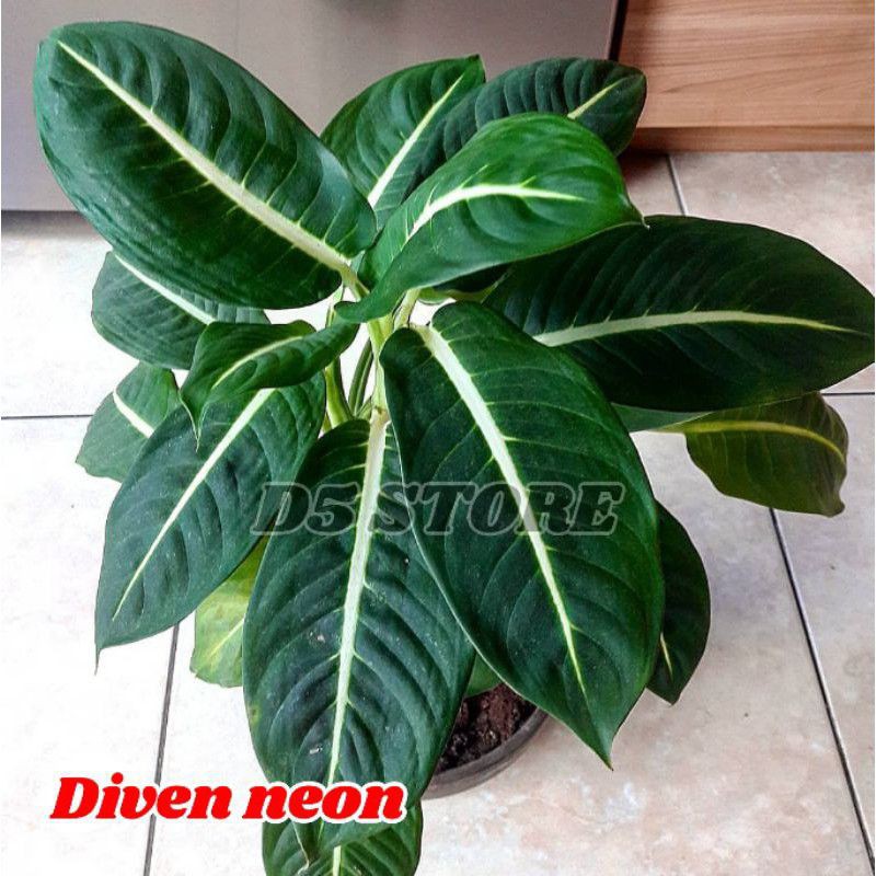 Aglonema murah Tanan hias aglonema aglonema paket Bunga aglonema paket murah Anakan aglonema Tanaman