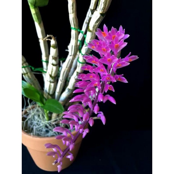 anggrek dendrobium scundum