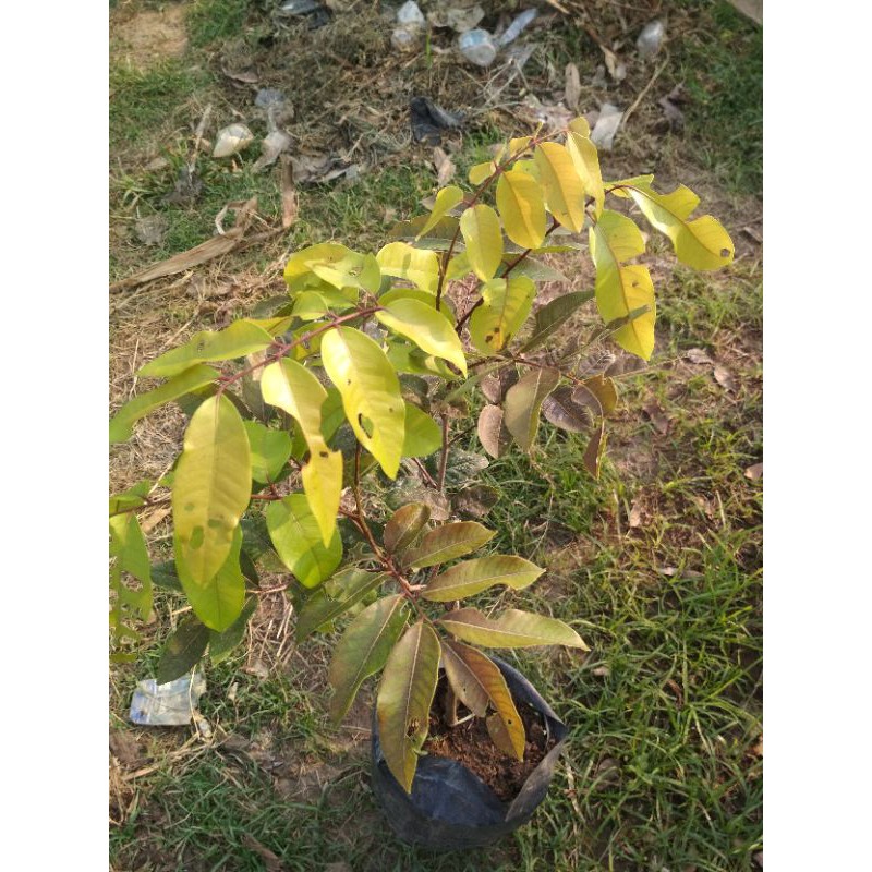 

Bibit Klengkeng Merah