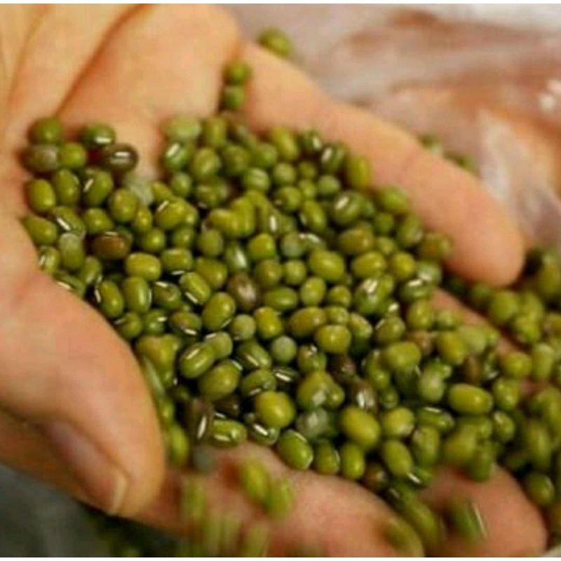 

Kacang Hijau Kacang Ijo Segar