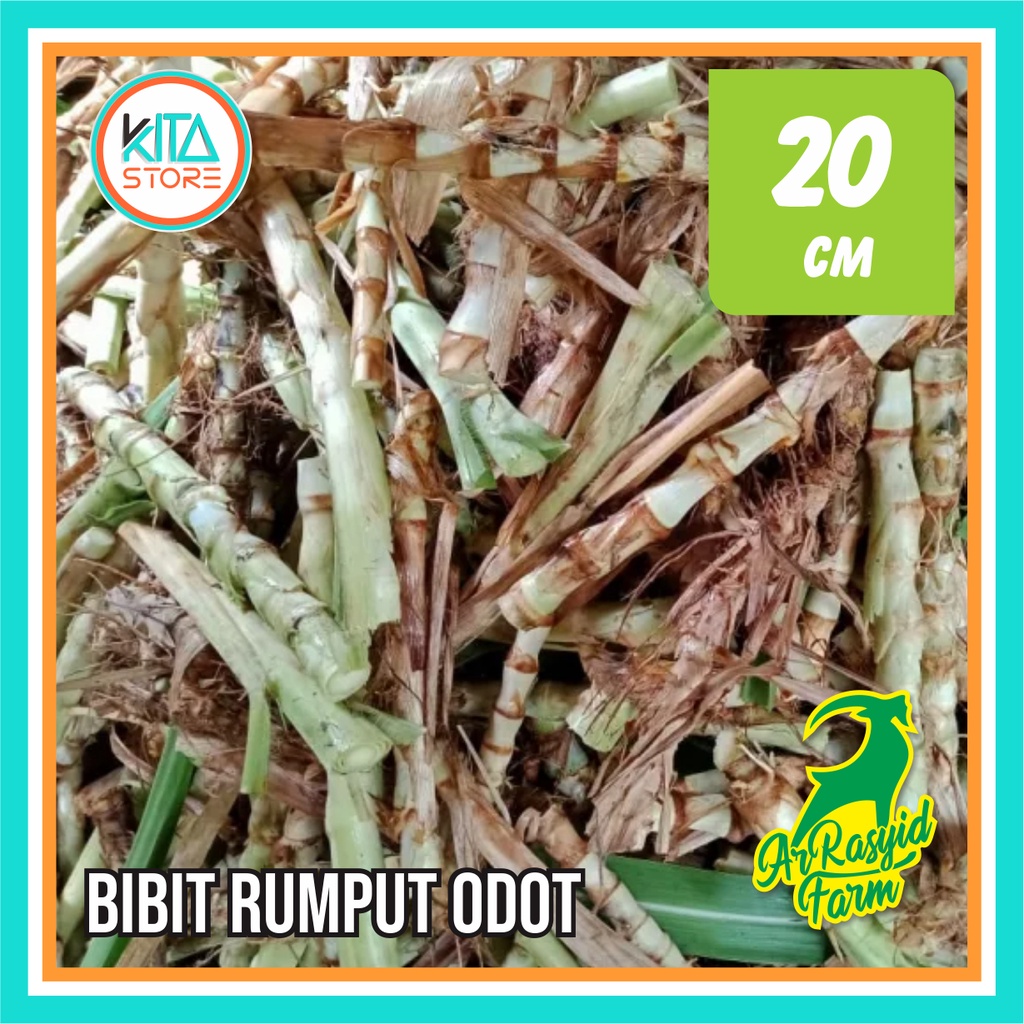 BIBIT RUMPUT ODOT PER BATANG