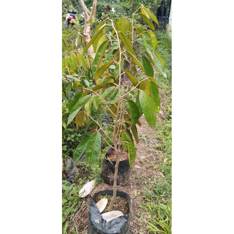 

durian pelangi asli