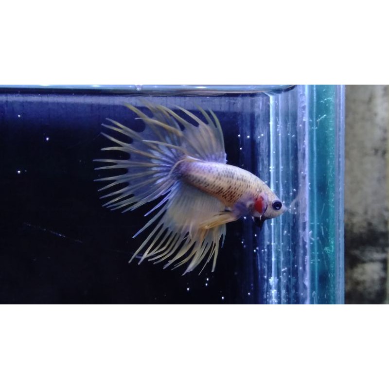ikan cupang hias crowntail serit #CT15