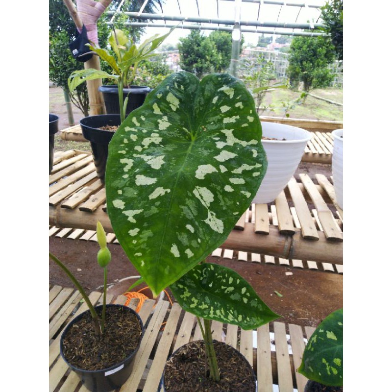 Keladi Army / Caladium / Talas Hias