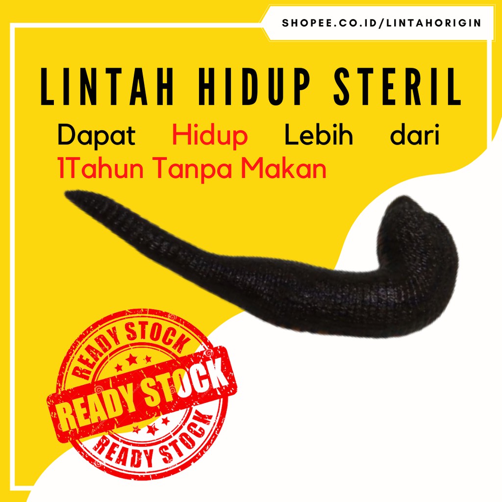 Per-50 Ekor Lintah Hidup Besar Steril Terapi Rawa-Kebo Bahan Minyak, Olahan Lintah dan Kosmetik