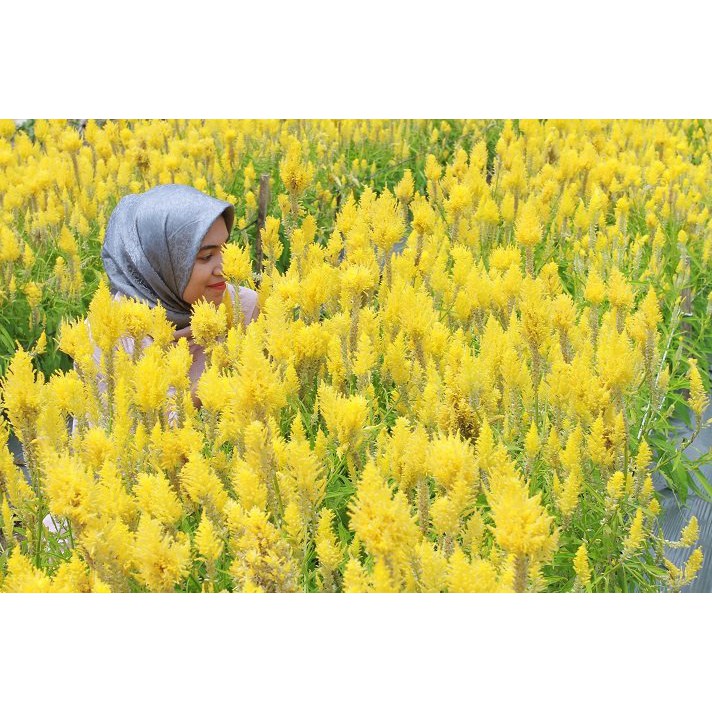 Benih Bibit Bunga Celosia Pagoda Kuning