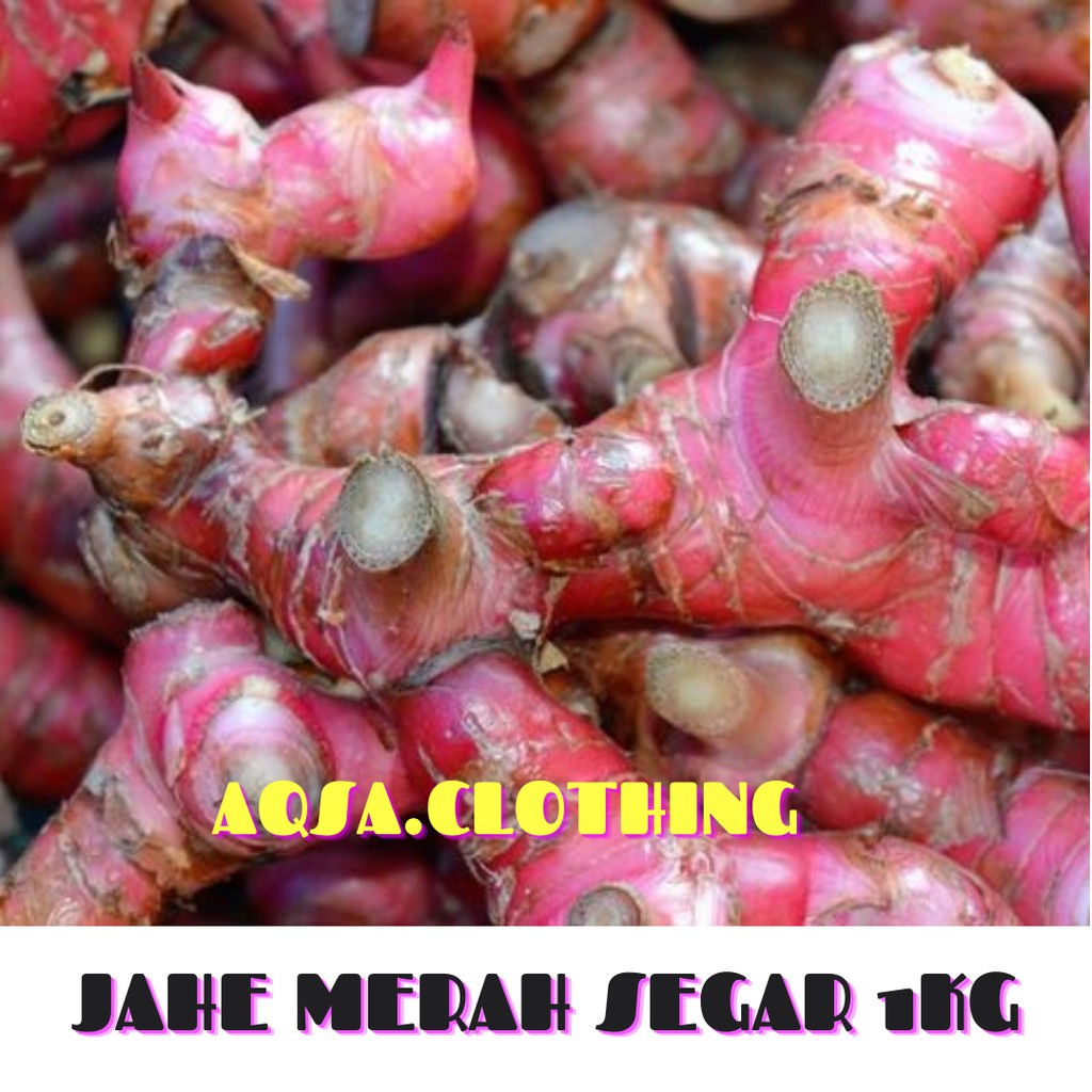 JAHE MERAH SEGAR 500 GR KUALITAS SUPER