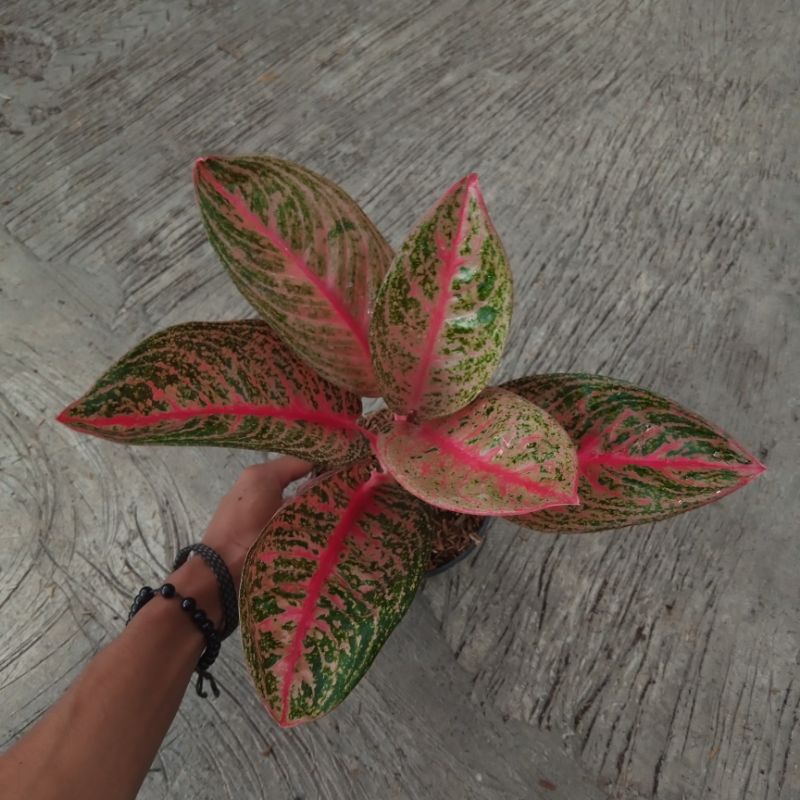 Widuri Merah | Aglonema Widuri Merah