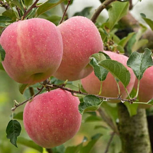 Bibit buah APEL FUJI berkualitas Unggul bisa TABULAMPOT