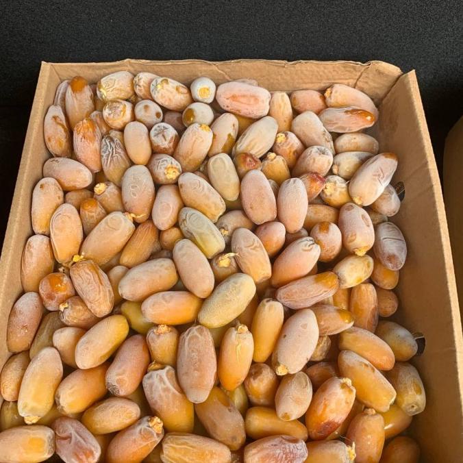 

TERLARIS Kurma Rutob libya frozen untuk Promil Enak Segar Fresh Manis Kreny/KURMA 1KG/KURMA BARARI/KURMA RUTHOB/KURMA BAM/KURMA PALM FRUIT/KURMA TANGKAI/KURMA AZWA/KURMA SUKKARI/KURMA SAFAWI/KURMA TUNISIA/KURMA MUDA KUNING/KURMA MUDA HIJAU/KURMA