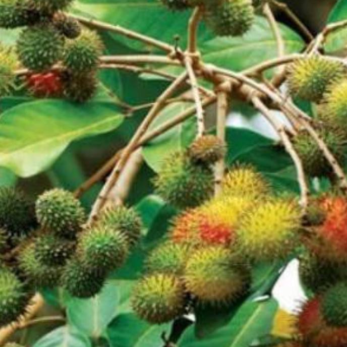 Bibit Pohon Rambutan Rapiah Buah Rambutan Tanaman Rambutan Rapiah Ing4t Shopee Indonesia