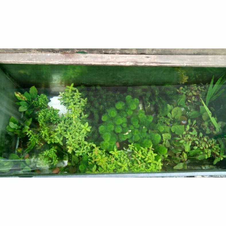 tanaman pot aquascape/tanaman air hidup