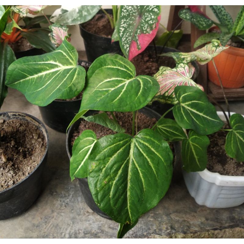 Tanaman Keladi Caladium Greanleaf Shopee Indonesia