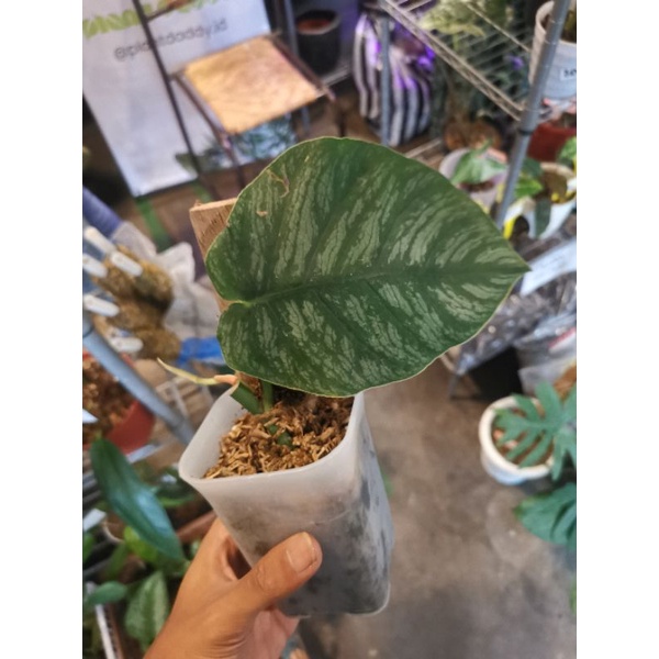 monstera dubia real pict