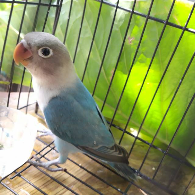 ADEEVAAPOINT I BURUNG LOVEBIRD I COBALT I PAUD