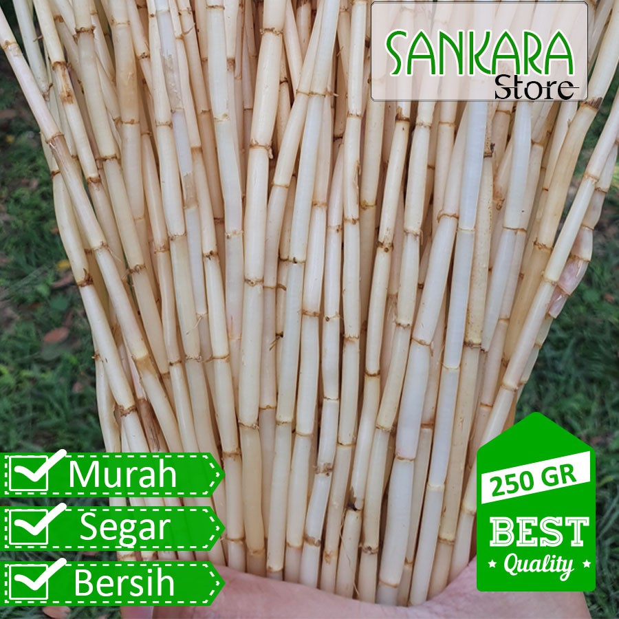 

akar alangalang segar 250 gr