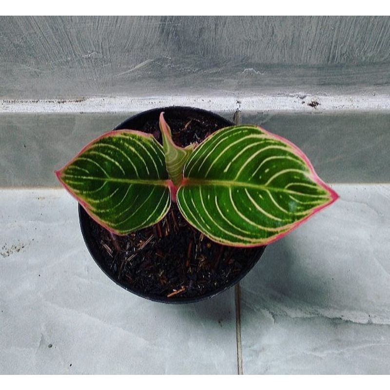 promo paket 6 bongol aglonema minion