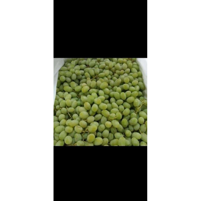 

Anggur Hijau tanpa Biji