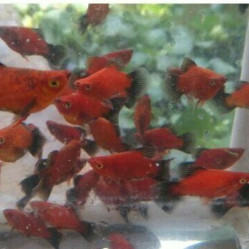 

Platy Black Tail