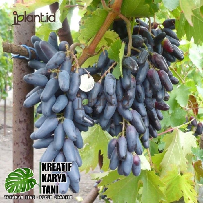 Bibit Tanaman Anggur Moondrop - Tanaman buah anggur Moondrop Ready Stok Yaa