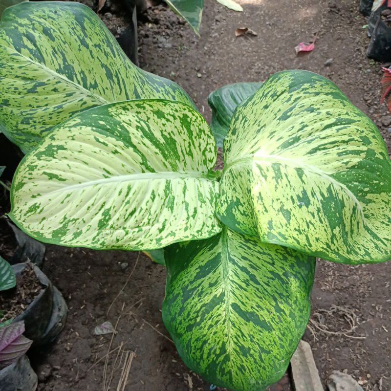 Aglonema anggun ayu