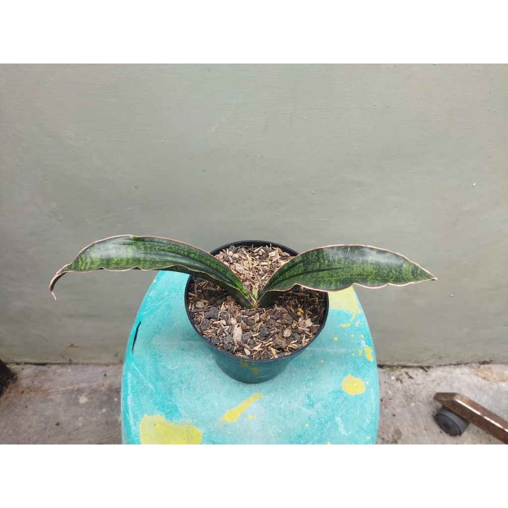 sansevieria sinus  zimbabwe