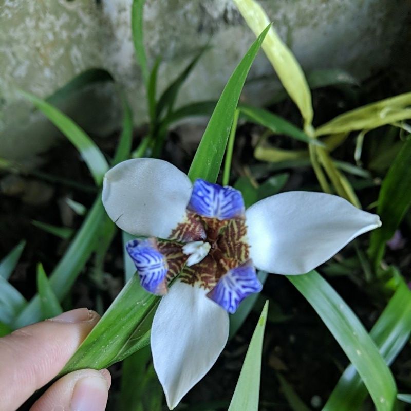 DIARY PETANI - Tanaman Hias Bunga Iris Northiana Iris Biru Neomarica Candida