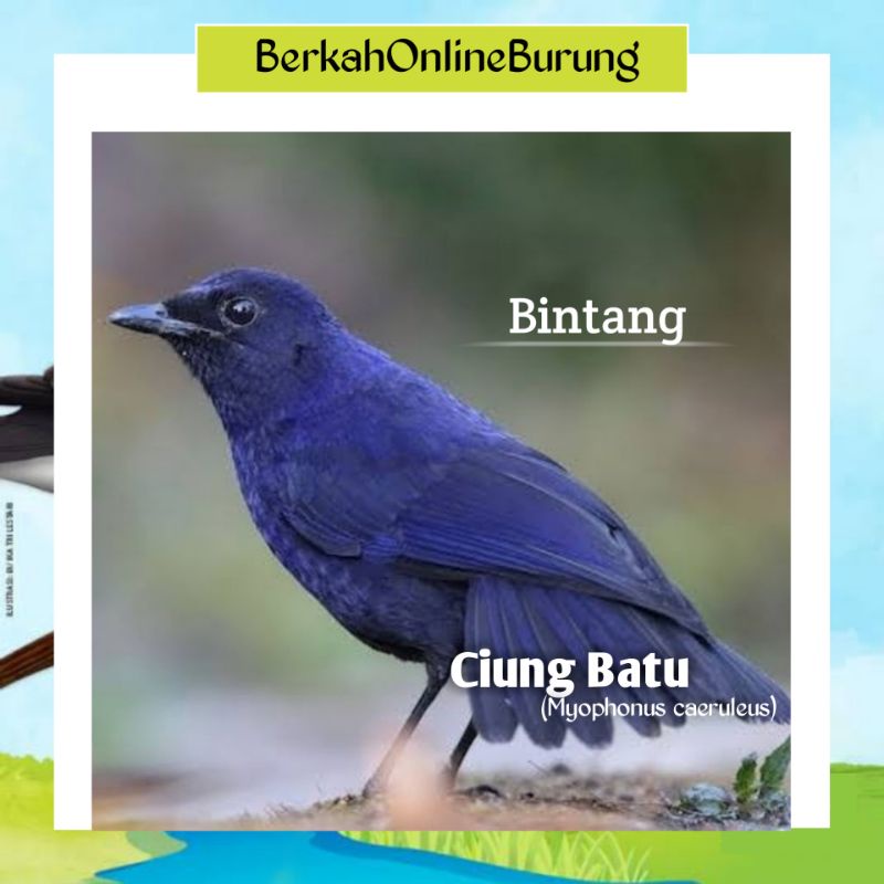 Burung Ciung Batu Kecil Atau Ciung Batu Bintang Bahan Pilihan