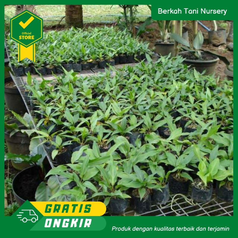 Bibit Anthurium Gelombang Cinta