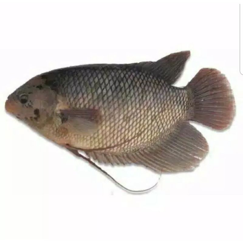 

ikan gurame segar 1kg termurah