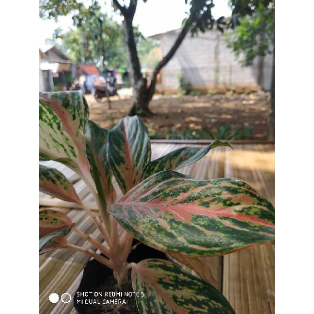 Tanaman hias aglaonema buterflay