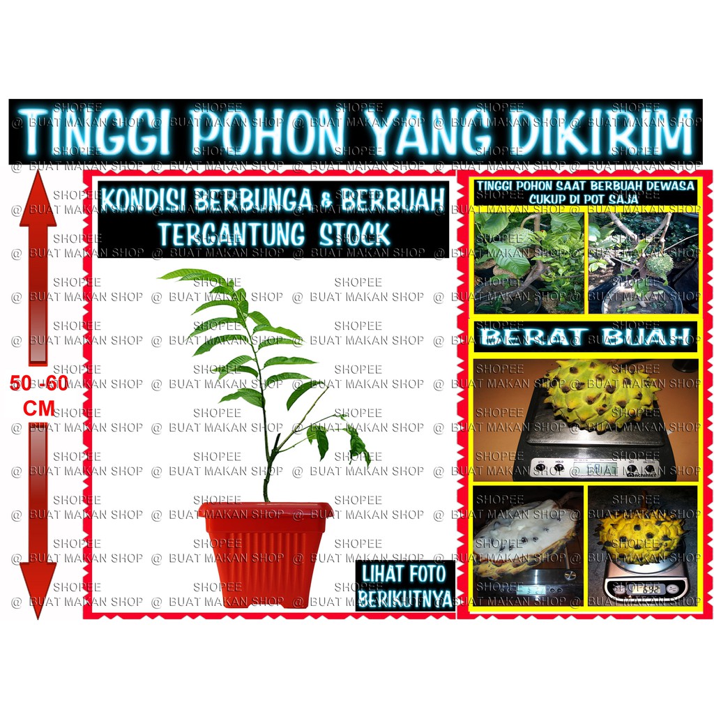 

PINEAPPLE DRAGON JUMBO BERBUAH