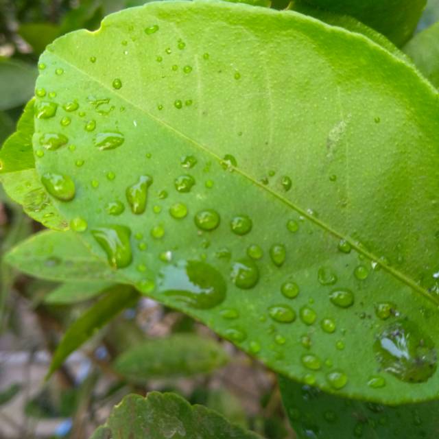 

Daun jeruk nipis Citrus aurantiifolia