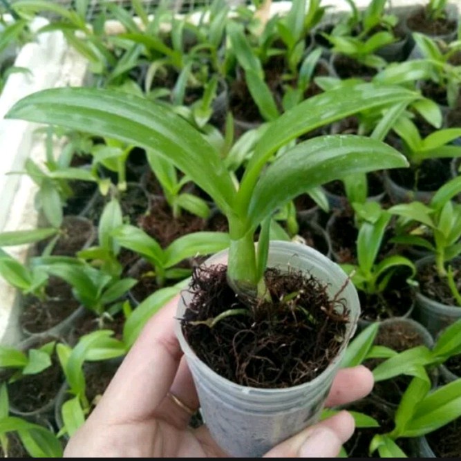 Bibit Tanaman Hias Anggrek Doritis Pulcherima Orange