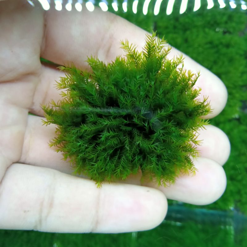 Tanaman Aquascape / Aquarium Moss Us Fissiden media batu kecil