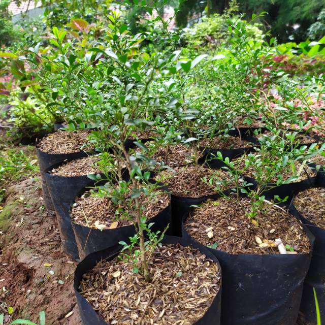 tanaman kemuning mikro/pohon kemuning mikro