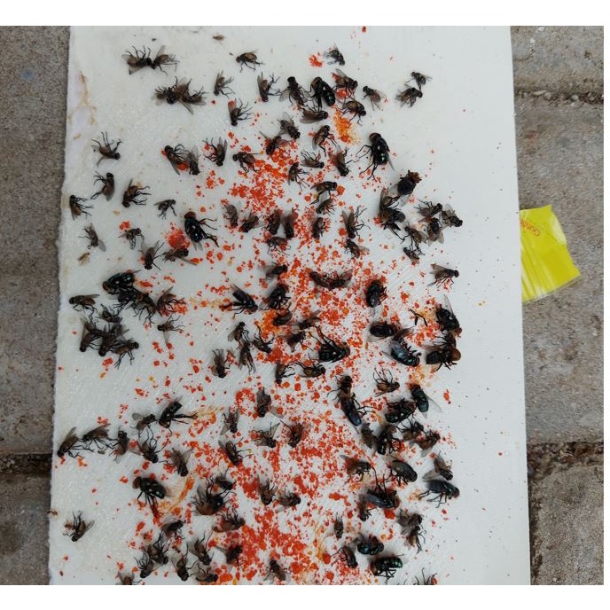 BISA COD - RACUN LALAT AMPUH 1 BOX ISI 25PCS RACUN LALAT ZHANG PEI ZHEN RACUN LALAT BUAH RACUN LALAT