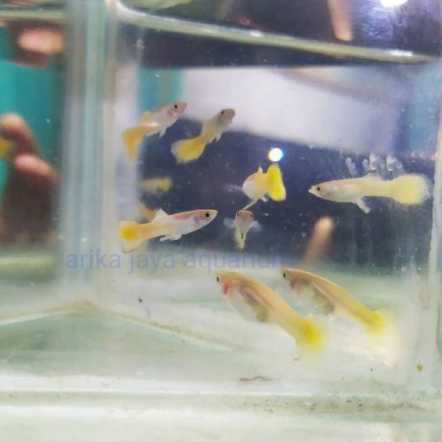 Ikan guppy yellow miscarif micarif micariff  aquarium dan aquascape murah ecer grosir Cirebon