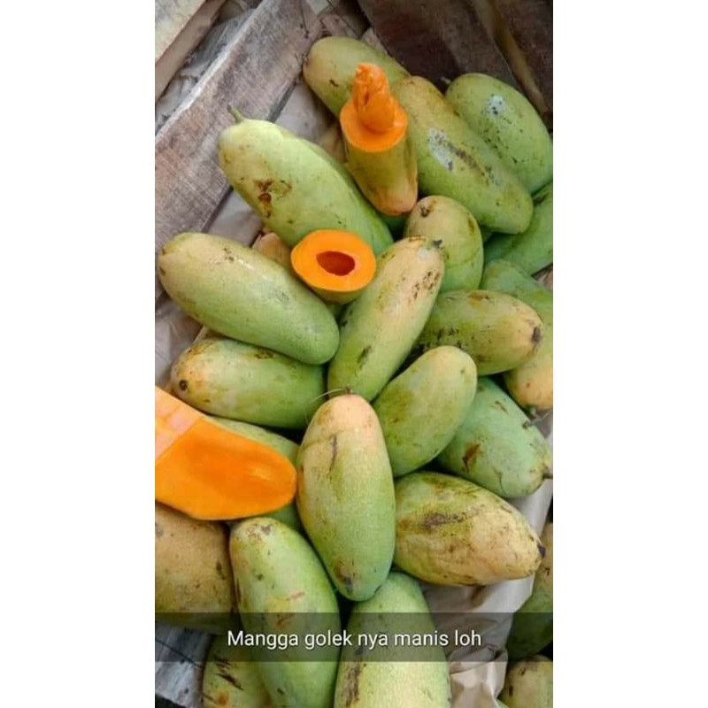 

manggagolekcirebon