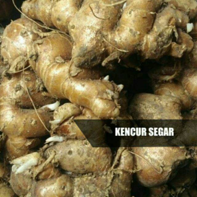 

Kencur segar 500gr
