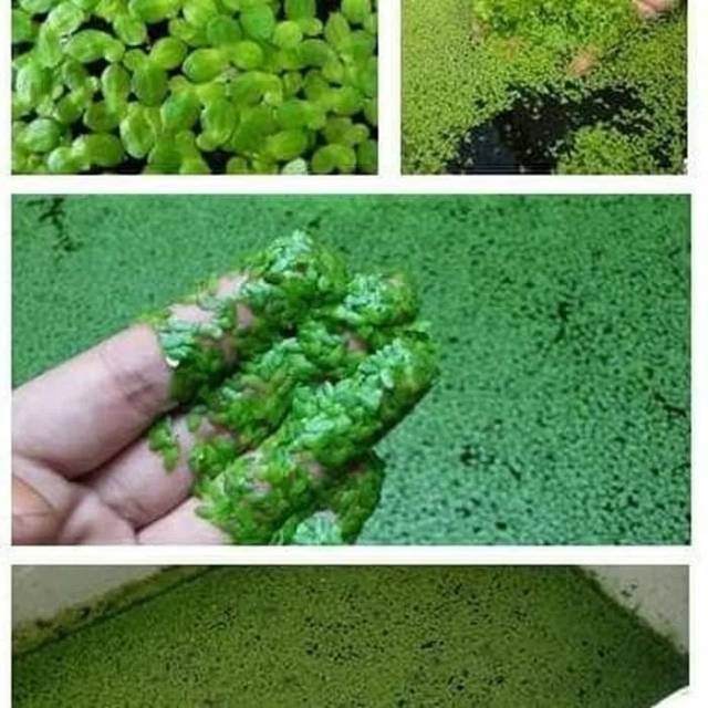 Jual Tanaman Airmata Leleduckweed Shopee Indonesia 0546