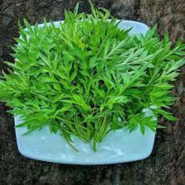 

Daun kenikir segar 1kg organik/randa midang/ herbal lalapan sehat siap petik
