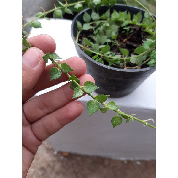 SUPER SALE TANAMAN GANTUNG DISCHIDIA MILLION HEARTS