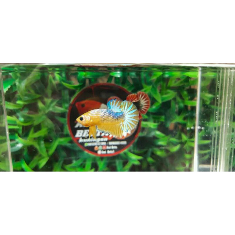 Cupang Helboy yellow base