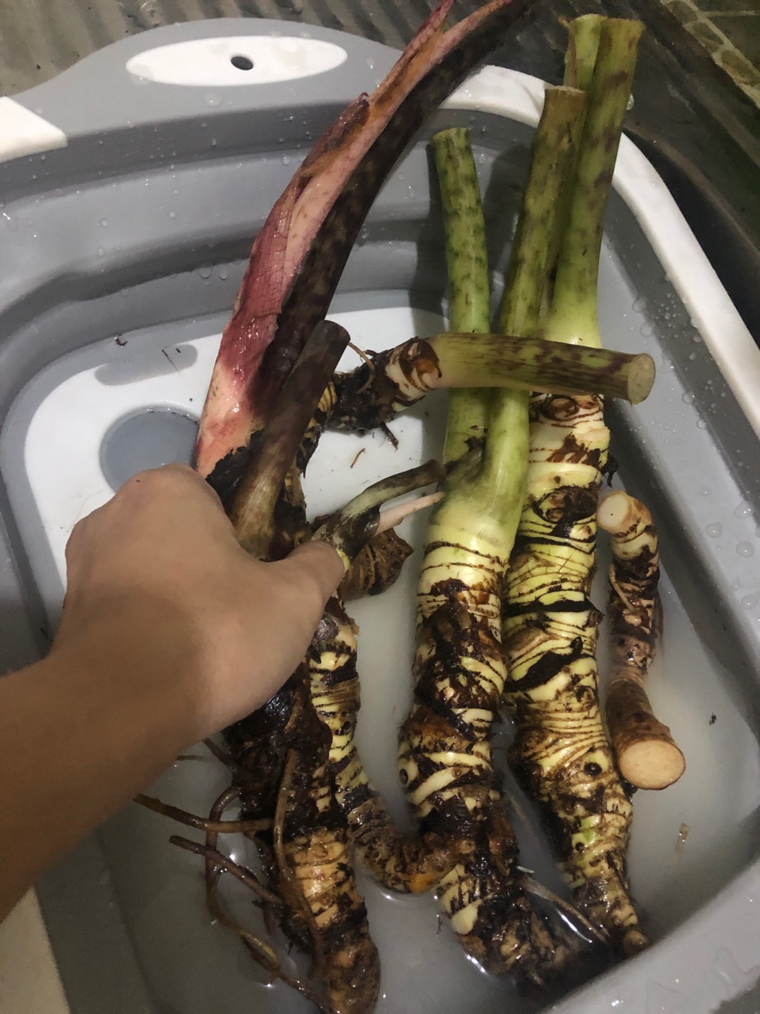 Termurah!! Buy 1 Get 1 Free. Bonggol Alocasia Sp Sulawesi