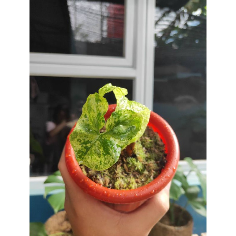 Syngonium Mojito