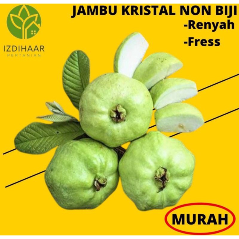 

jambu kristal