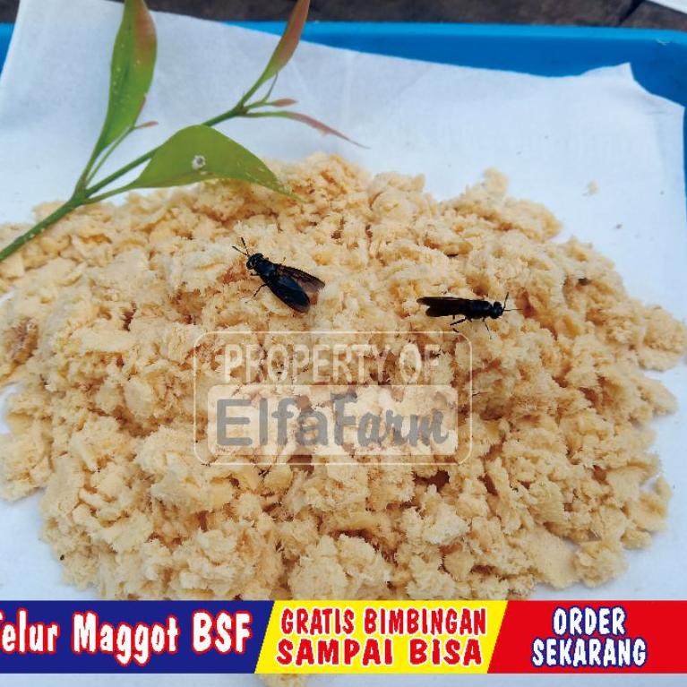 

TREND KEKINIAN telur bsf /10 gram ➤ 853